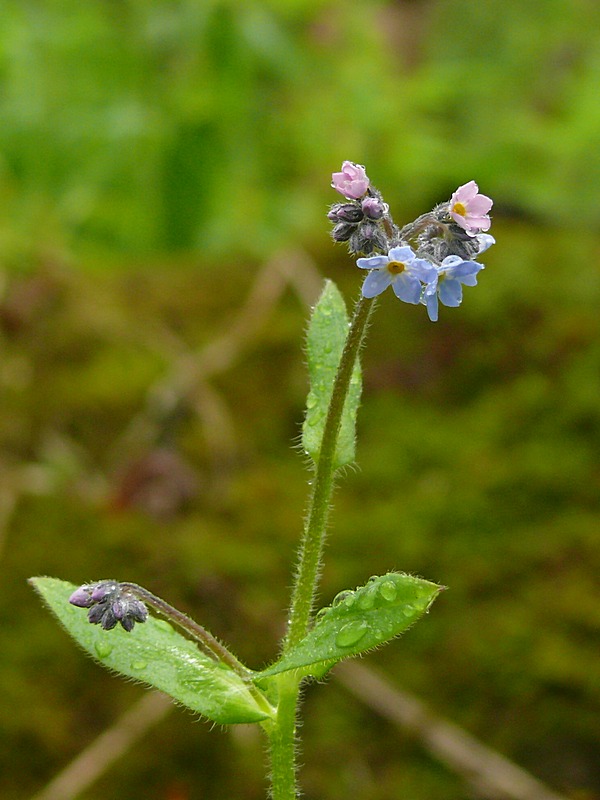 Изображение особи Myosotis decumbens.