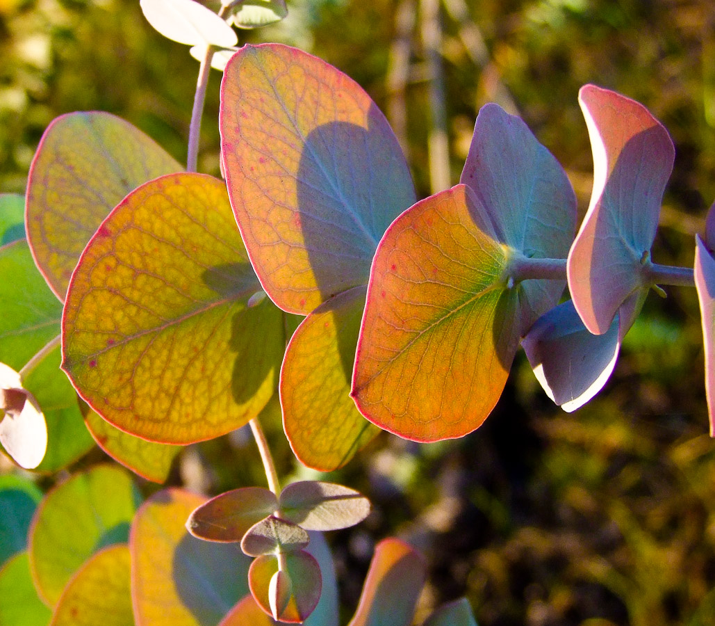 Изображение особи Eucalyptus cinerea.