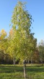 Betula pendula