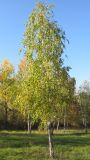 Betula pendula. Взрослое дерево. Краснодарский край, г. Крымск, территория ОСС. 24.10.2013.