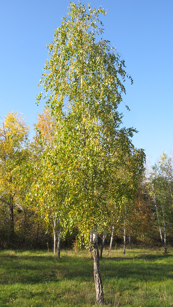 Image of Betula pendula specimen.