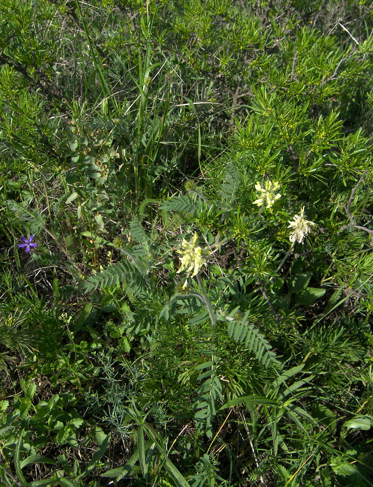 Изображение особи Oxytropis pilosa.