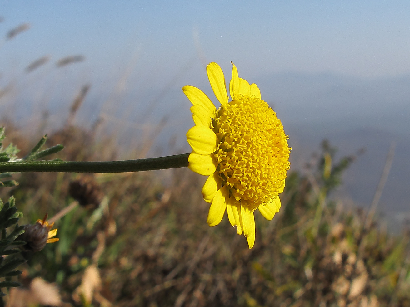 Изображение особи Anthemis tinctoria.