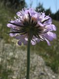 Scabiosa columbaria. Соцветие. Крым, Ай-Петринская яйла. 28 июня 2009 г.