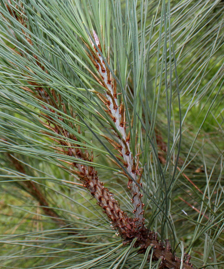 Изображение особи Pinus coulteri.