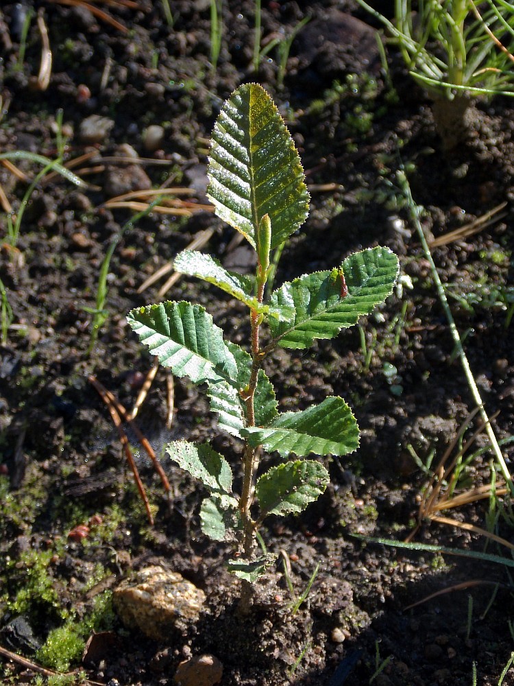 Image of Nothofagus &times; alpina specimen.