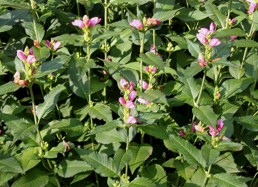 Изображение особи Chelone obliqua.