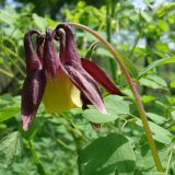 Aquilegia oxysepala. Верхушка побега с цветком. Приморский край, Уссурийский гор. округ, окр. с. Монакино, берег р. Павлиновка. 08.06.2008.