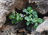 Exacum affine