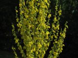 Verbascum speciosum