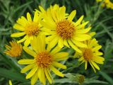 Senecio tataricus