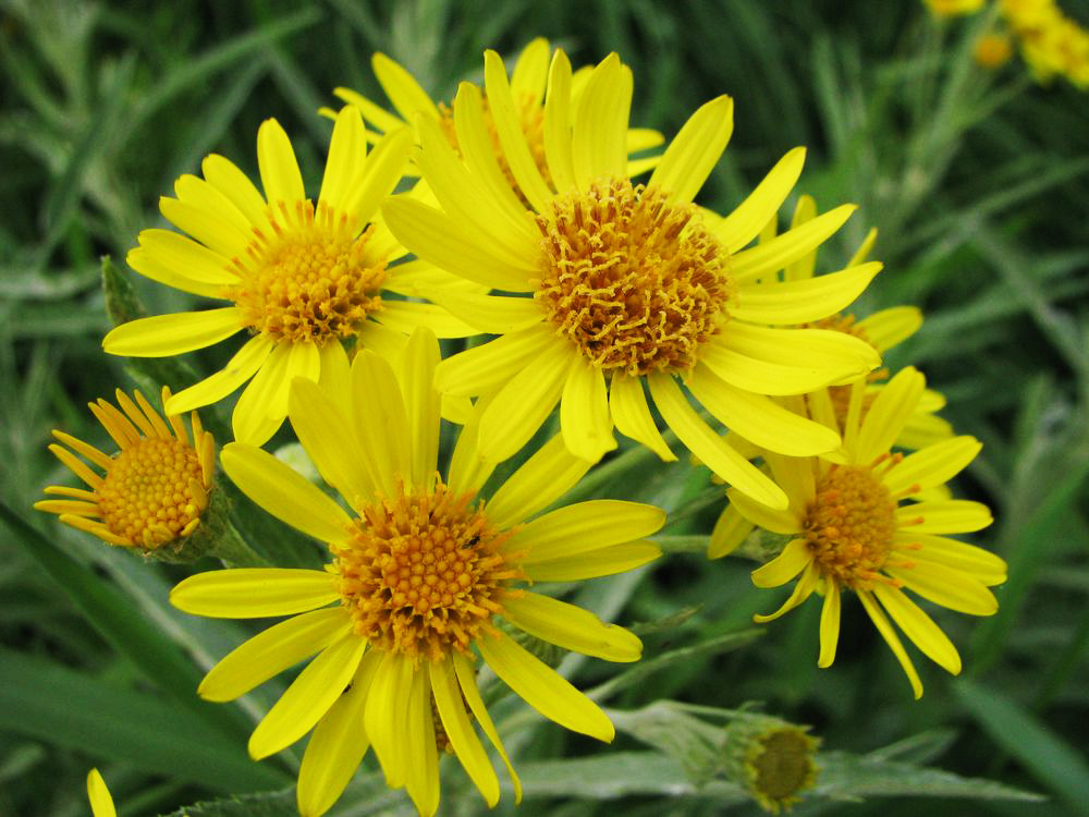 Image of Senecio tataricus specimen.