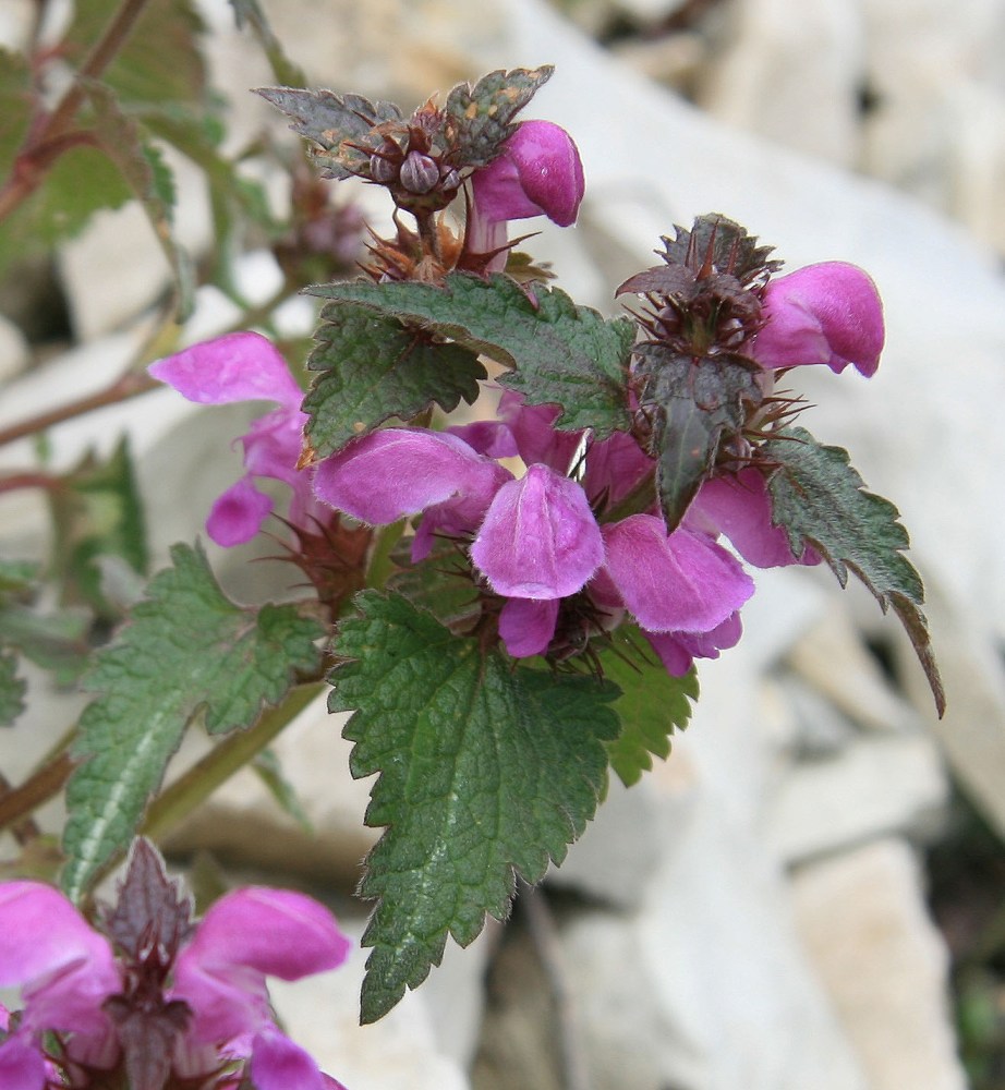 Изображение особи Lamium maculatum.