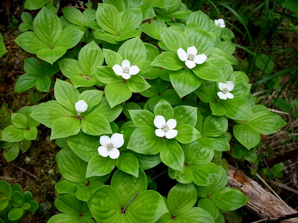 Изображение особи Chamaepericlymenum canadense.