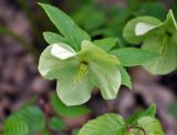 Helleborus caucasicus. Отцветший цветок с завязью. Краснодарский край, пос. Мезмай. 27.04.2014.