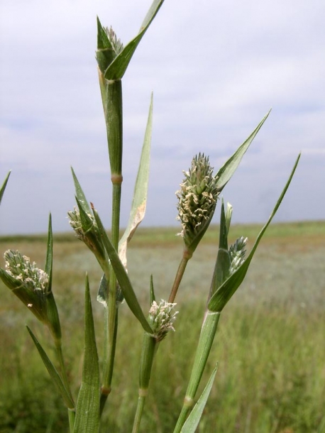 Изображение особи Crypsis schoenoides.