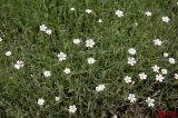 Cerastium argenteum