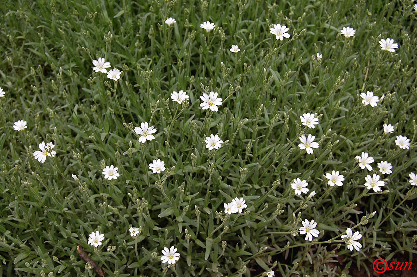 Изображение особи Cerastium argenteum.