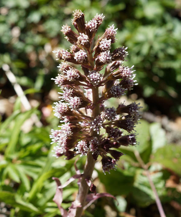 Изображение особи Petasites hybridus.