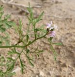 Erucaria rostrata. Верхушка ветви с цветками и бутонами. Израиль, впадина Мёртвого моря, окр. Эйн-Геди, каменистая пустыня. 18.03.2014.