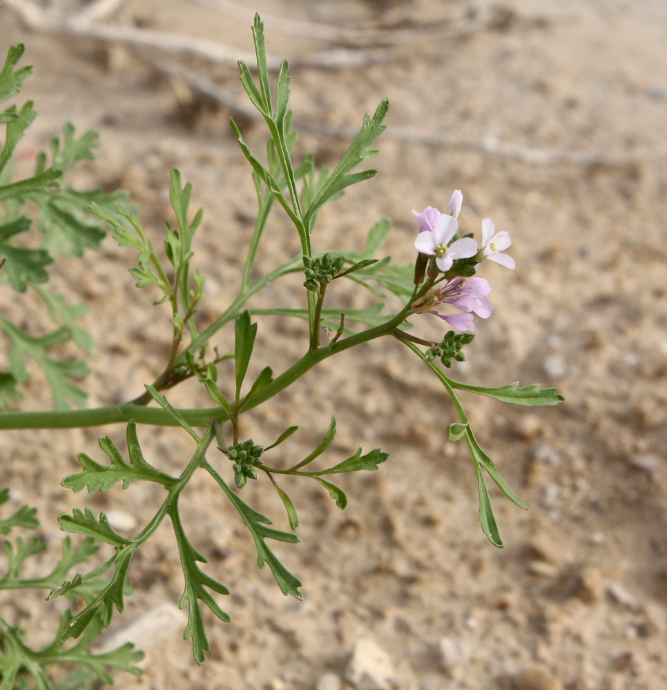 Изображение особи Erucaria rostrata.