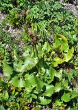 Ligularia calthifolia