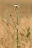 Image of taxon representative. Author is Анатолий Кузьмин