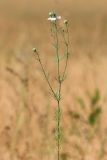 Nigella arvensis. Верхушка цветущего растения. Ростовская обл., Неклиновский р-н, Николаевское с/п, балка. 13.06.2014.