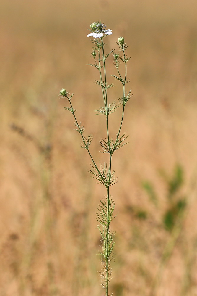 Image of Nigella arvensis specimen.