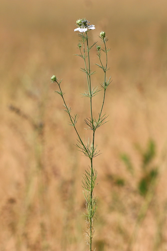 Изображение особи Nigella arvensis.