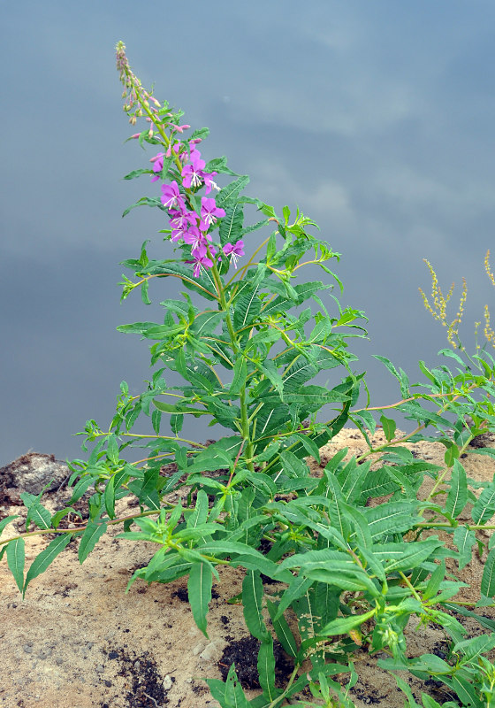 Изображение особи Chamaenerion angustifolium.