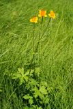 Trollius macropetalus. Цветущее растение. Приморский край, Шкотовский р-н, окр. дер. Царёвка, сырой луг. 24.06.2014.