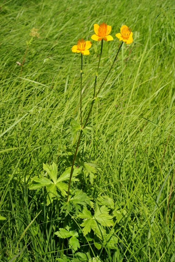 Изображение особи Trollius macropetalus.