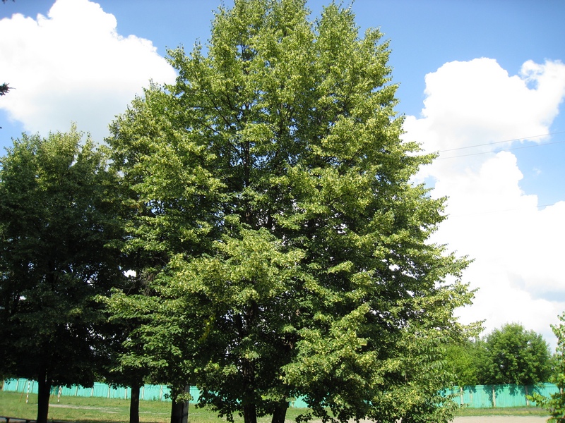 Изображение особи Tilia cordata.