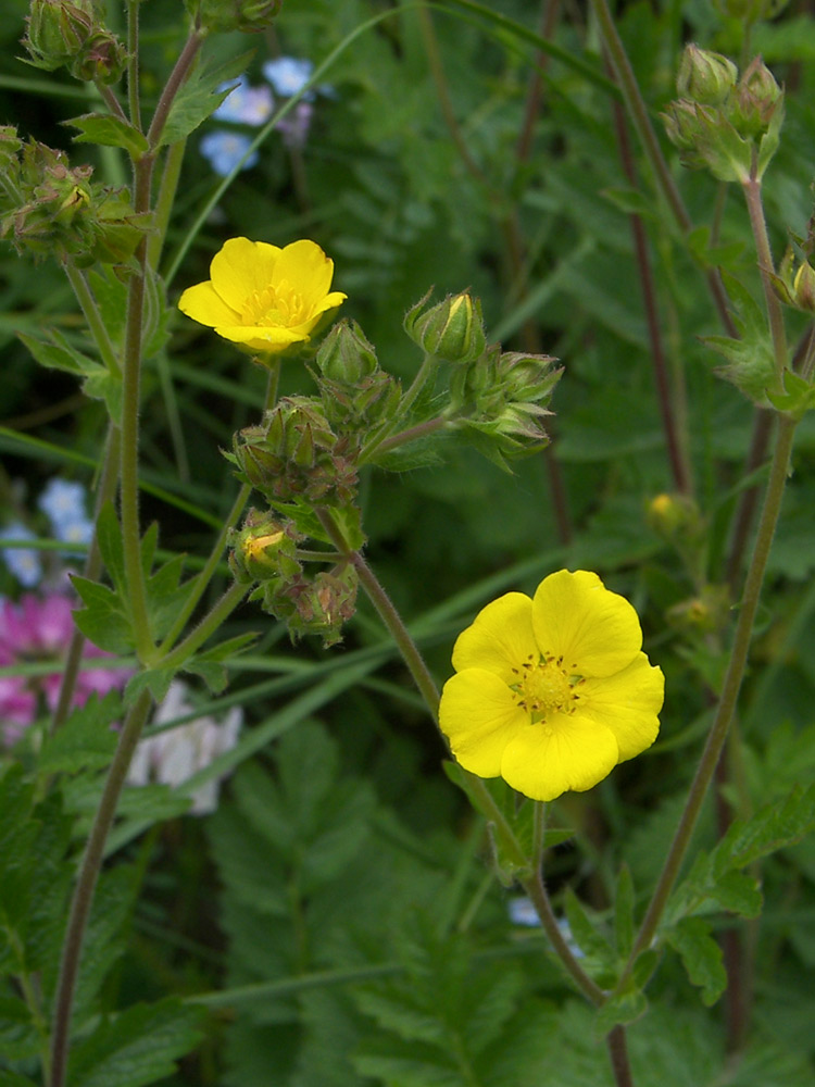 Image of Potentilla pimpinelloides specimen.