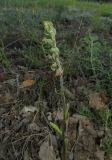 Epipactis microphylla