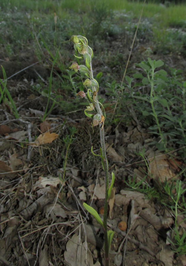 Изображение особи Epipactis microphylla.