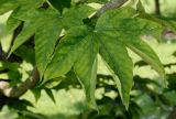 Kalopanax septemlobus. Листья. Германия, г. Дюссельдорф, Ботанический сад университета. 03.06.2014.