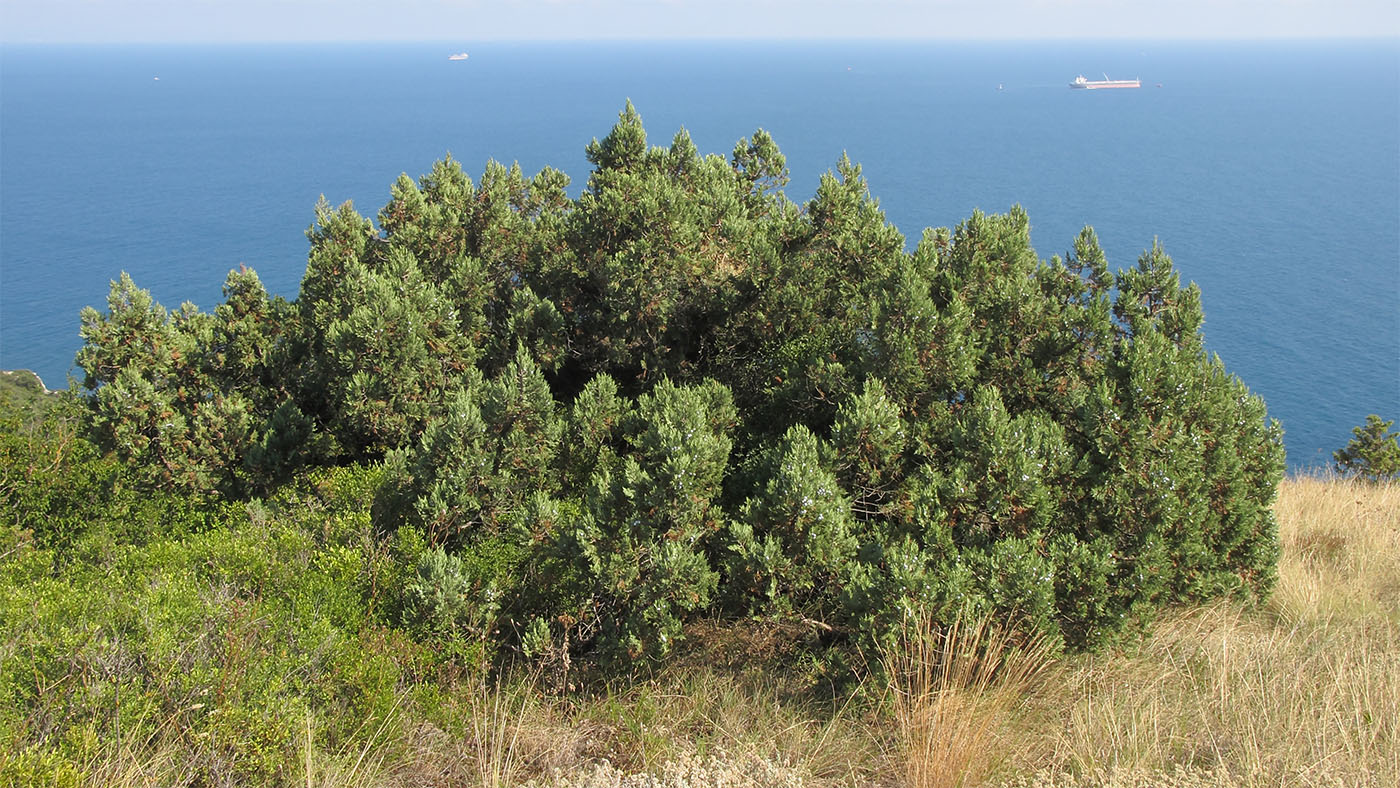 Image of Juniperus excelsa specimen.