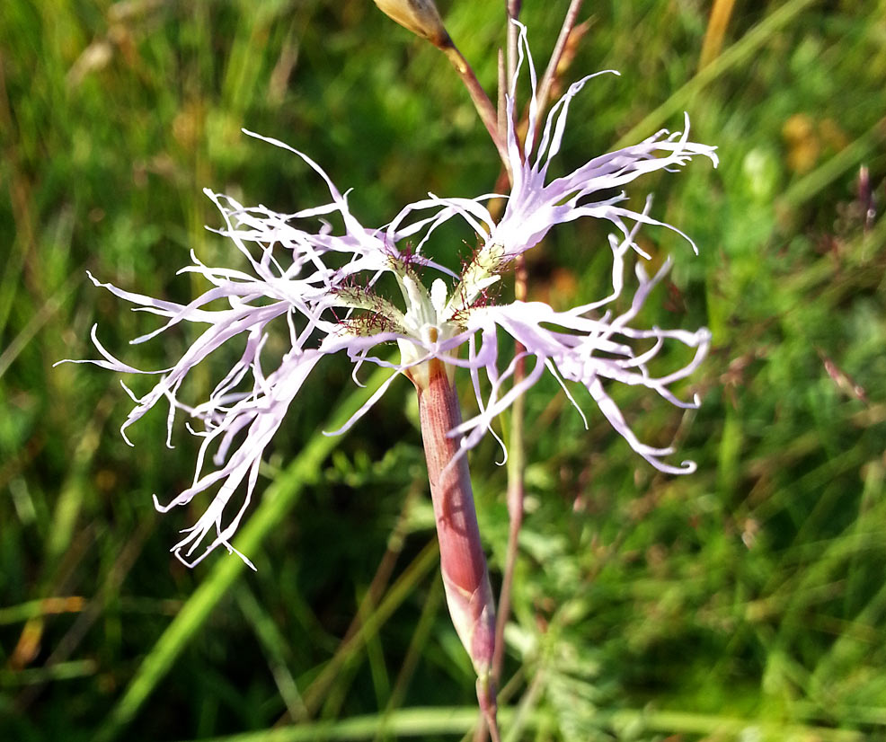 Изображение особи Dianthus superbus.