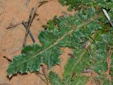 Carduus beckerianus