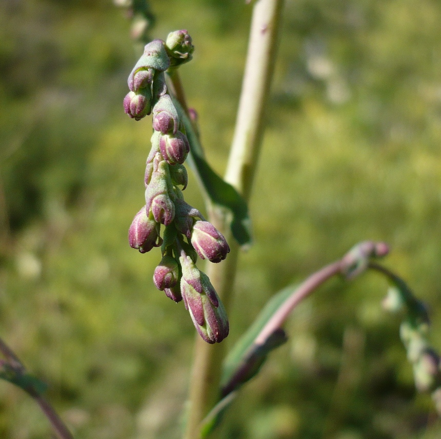 Image of Lactuca serriola specimen.