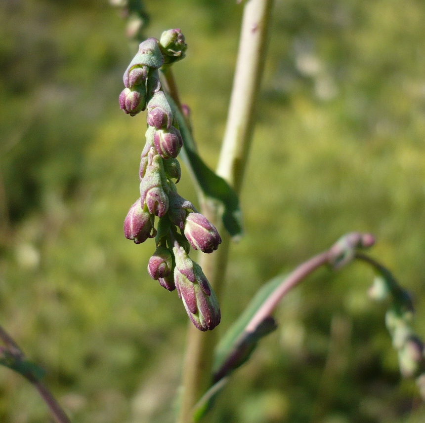 Изображение особи Lactuca serriola.