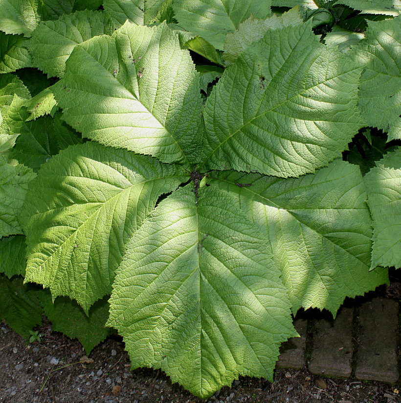 Image of Rodgersia podophylla specimen.