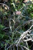 Fritillaria ferganensis