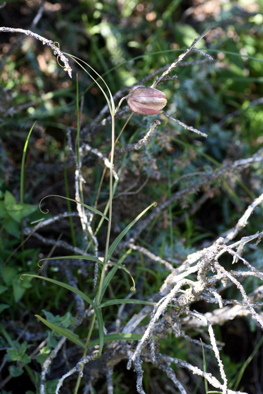 Image of Fritillaria ferganensis specimen.