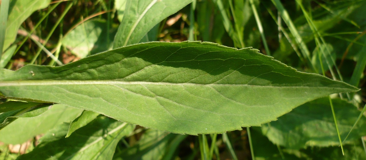 Изображение особи Solidago virgaurea.