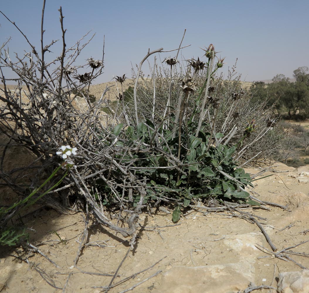 Image of Centaurea eryngioides specimen.