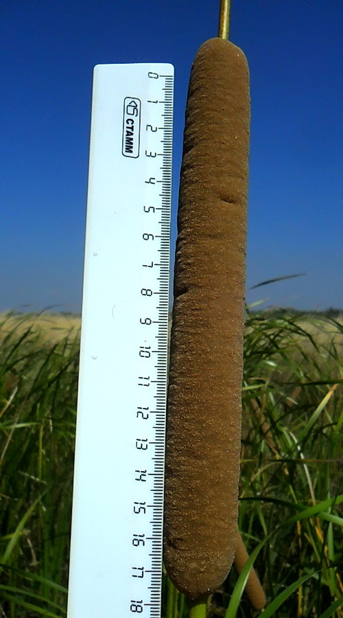 Изображение особи род Typha.