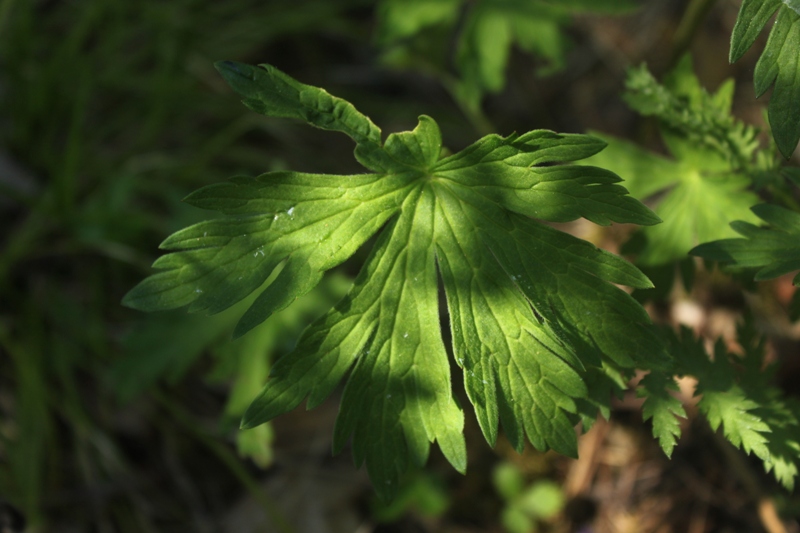 Изображение особи Geranium pseudosibiricum.